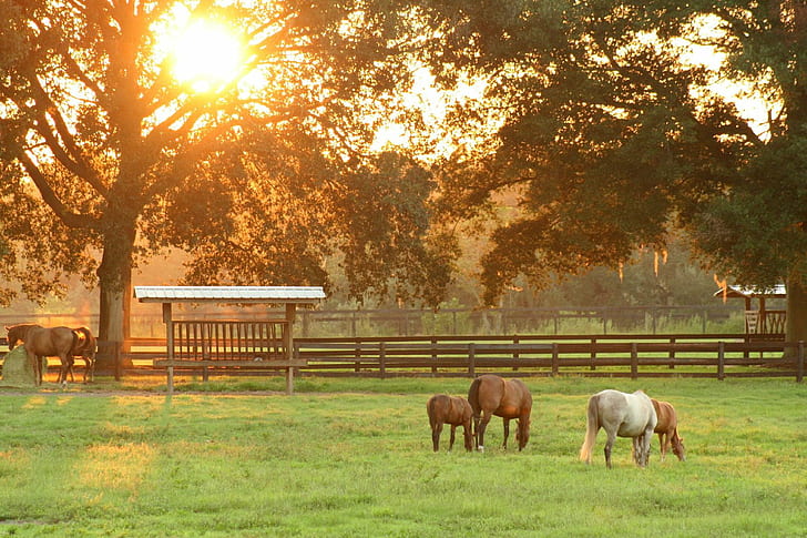 white and brown horses in farm during daytime, horses, sunset, HD wallpaper