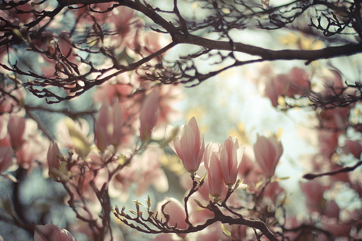 magnolia, blossoms, nature, plants, pink, bright, HD wallpaper