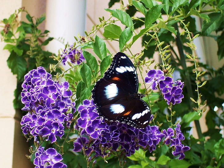 Beauty Is Black White, orange, wings, purple, butterfly, green, HD wallpaper