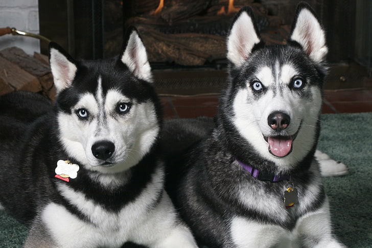 two black-and-white Siberian Husky, couple, look, spotted, dog, HD wallpaper