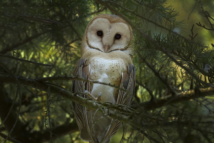 animals, forest, owl, birds, tree, plant, branch, one animal, HD wallpaper
