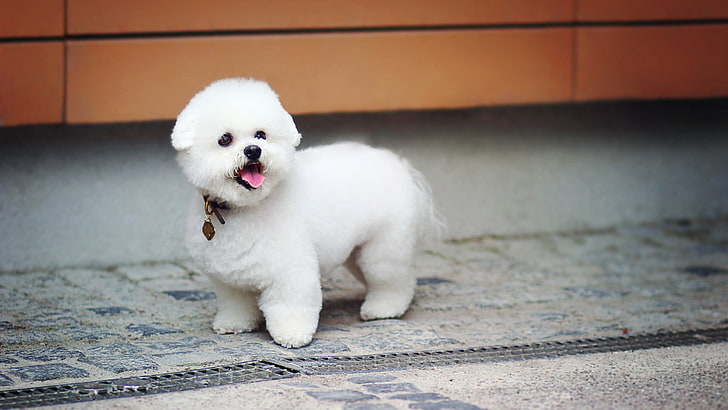 HD wallpaper: cute puppy dog, domestic, pets, canine, domestic animals, one  animal | Wallpaper Flare