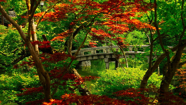 orange and green trees and brown arch bridge, nature, Japanese maple, HD wallpaper