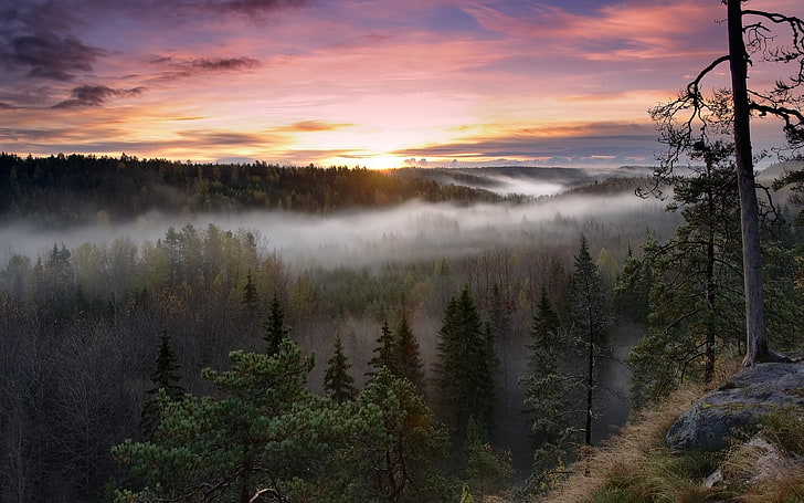 nature, landscape, forest, mist, fall, sky, clouds, trees, Finland, HD wallpaper