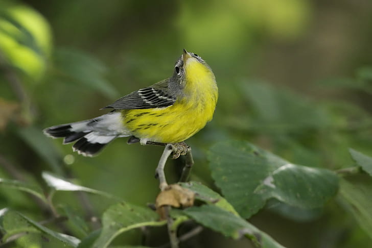 depth of field photography of yellow bird on tree branch, magnolia warbler, magnolia warbler