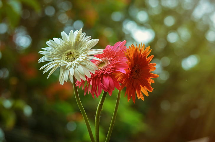 Gerbera Flowers, white pink and yellow flowers, Red, orange, HD