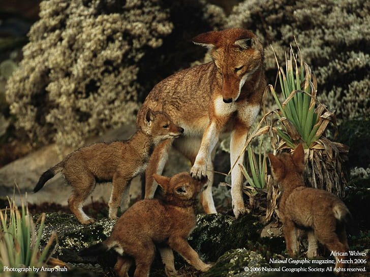 Animals National Geographic Baby Wolf Wide Resolution, baby animals, HD wallpaper
