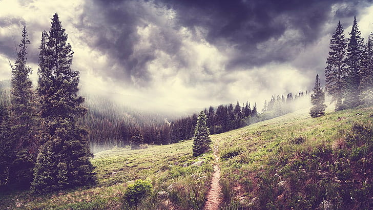 pine trees, landscape, plant, cloud - sky, beauty in nature, forest, HD wallpaper