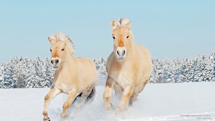 Norwegian Fjord Horses in Winter, Animals
