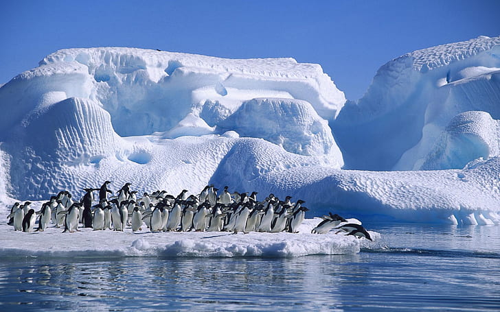 Antarctica Adelie penguins, sea, snow and ice, HD wallpaper