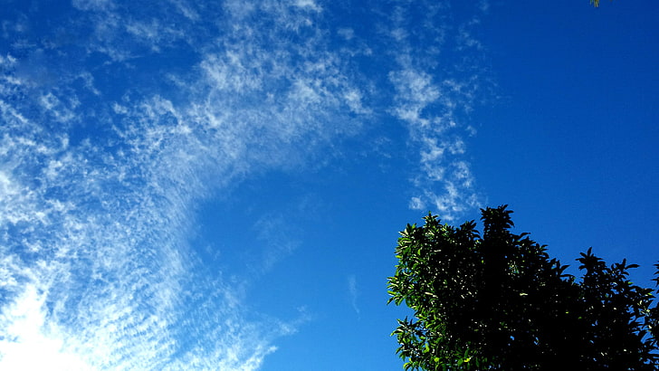 sky, clouds, sun rays, tree bark, plant, blue, cloud - sky