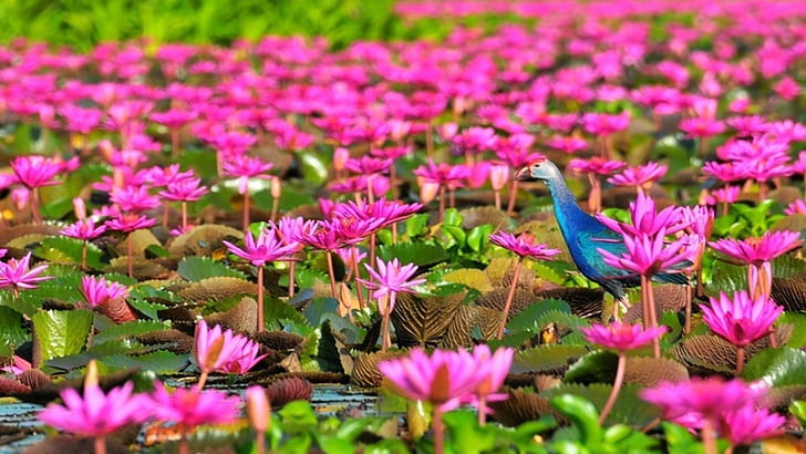 Lotus Lake Thale Noi Lake In Thailand Phatthalung Province Red Flowers Full Hd Wallpapers 1920×1080, HD wallpaper