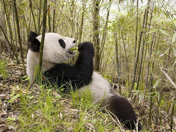 animals, panda, bamboo