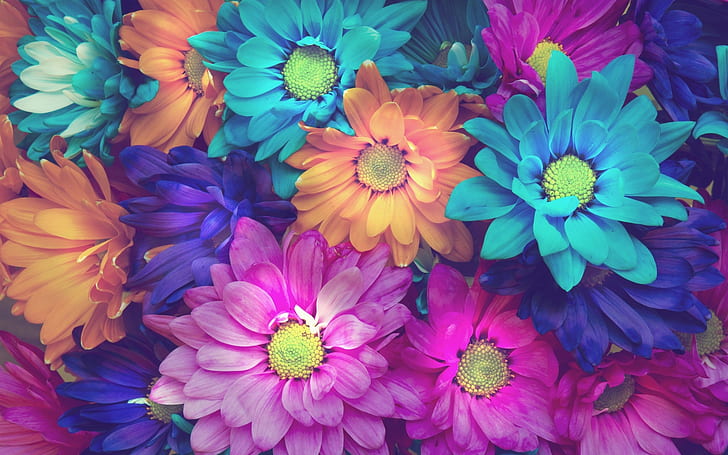 Colorful daisy flowers, pink, blue, orange, decorative dahlias