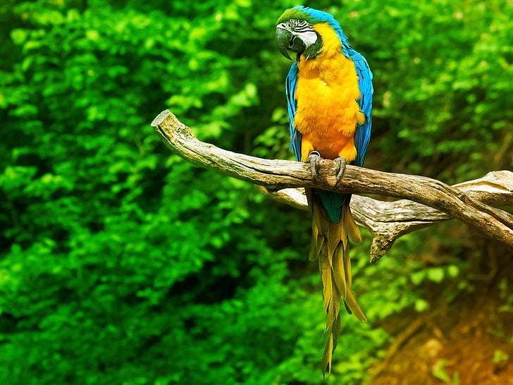 HD wallpaper: Birds, Blue-and-yellow Macaw, Parrot | Wallpaper Flare
