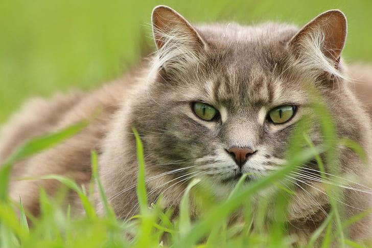 green, grass, cat, eyes, animals