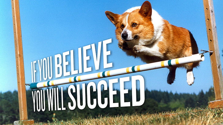 Corgi, dog, Jumping, motivational, pembroke welsh corgis, HD wallpaper