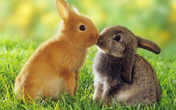 HD wallpaper: bunnies, cute, animal, animal themes, mammal, grass, two  animals | Wallpaper Flare