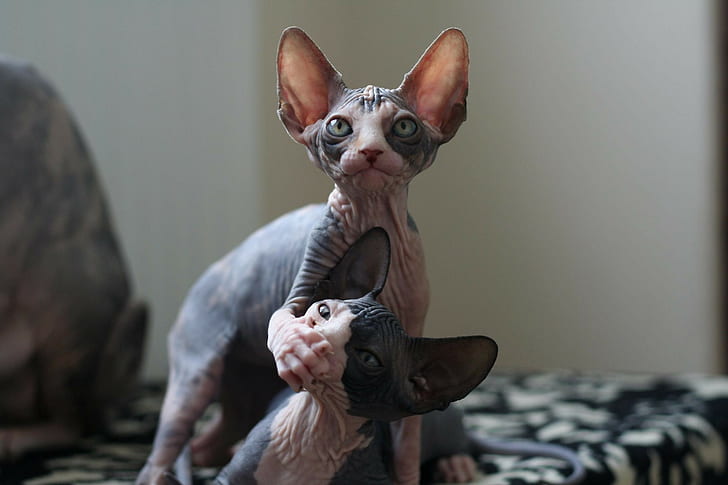 HD wallpaper: Sphynx Cat, Animals, Baby Animals, Scary, No Hair | Wallpaper  Flare