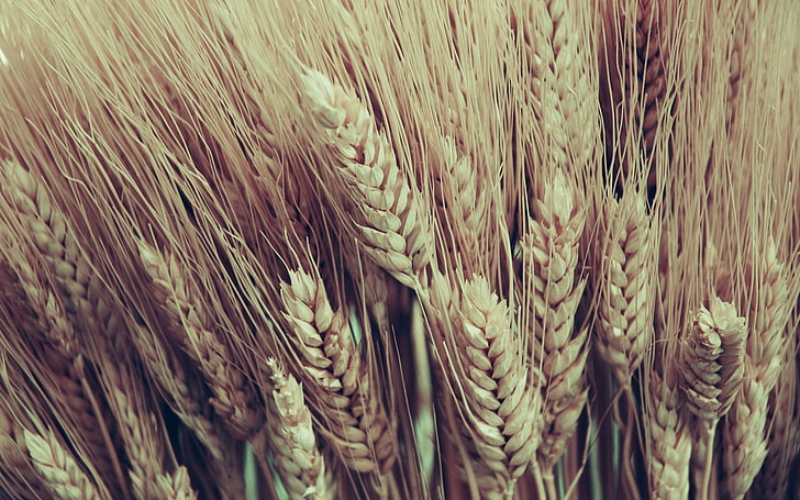 brown wheat field, macro, plants, corn, food, Cornstalks, agriculture