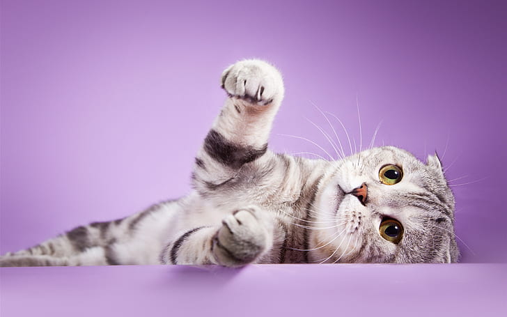 Scottish fold ears cat, feet, purple background, HD wallpaper