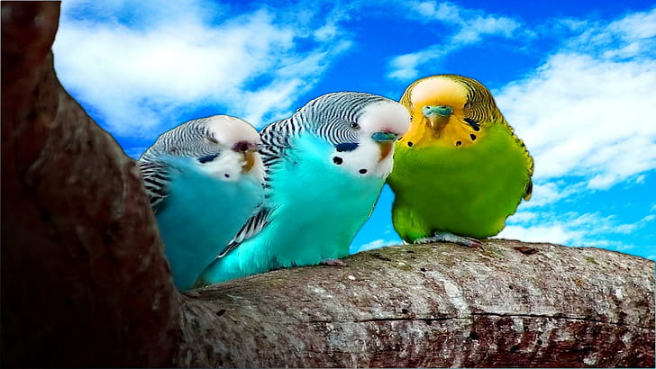 HD wallpaper: Budgies, true, tight, high, bird, parrot, blue, dream, animals  | Wallpaper Flare