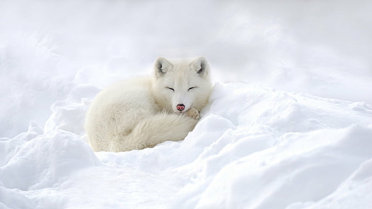 HD wallpaper: Dogs, Arctic Fox, Sleeping, Snow, White, Wildlife | Wallpaper  Flare