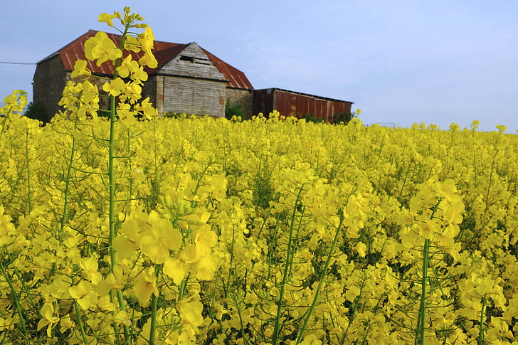 landscape photography of gray and brown barn near bed of yellow petal flower, gloucestershire, gloucestershire