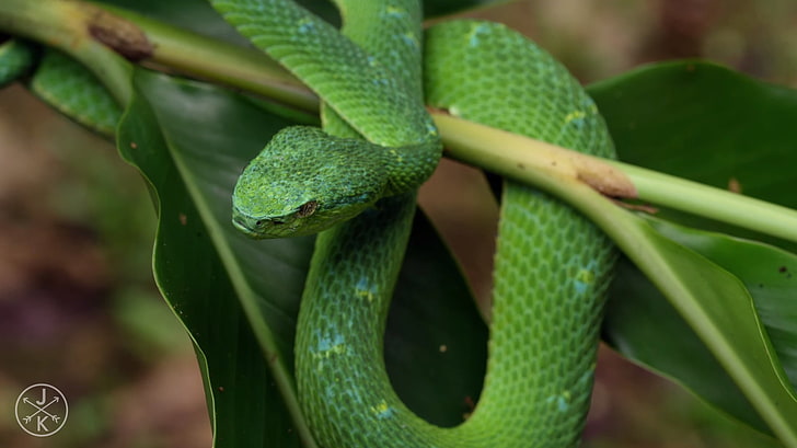 nature, animals, serpent, green, snake, reptiles, green color, HD wallpaper