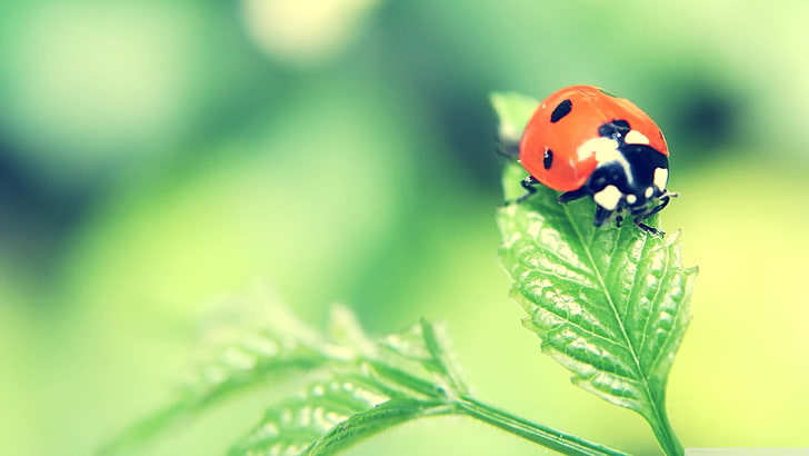 red ladybug, nature, insect, animals, leaves, animal wildlife, HD wallpaper