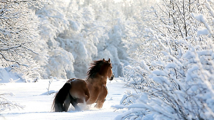 brown horse, winter, snow, cold temperature, one animal, pets, HD wallpaper