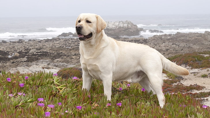 adult yellow Labrador retriever, dog, grass, flowers, walk, pets