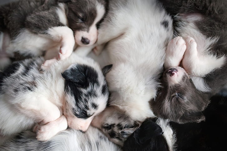 puppies, baby animals, sleeping, dog, HD wallpaper