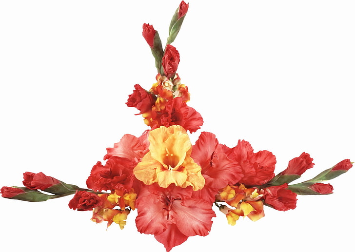red and brown flowers, gladioli, bouquet, background, buds, nature
