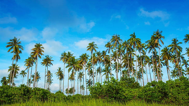 Malaysia, Bohey Dulang Island, palm trees, grass, blue sky, HD wallpaper