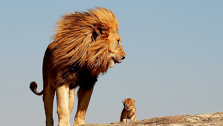 lion, cute, baby, lion king, father, HD wallpaper