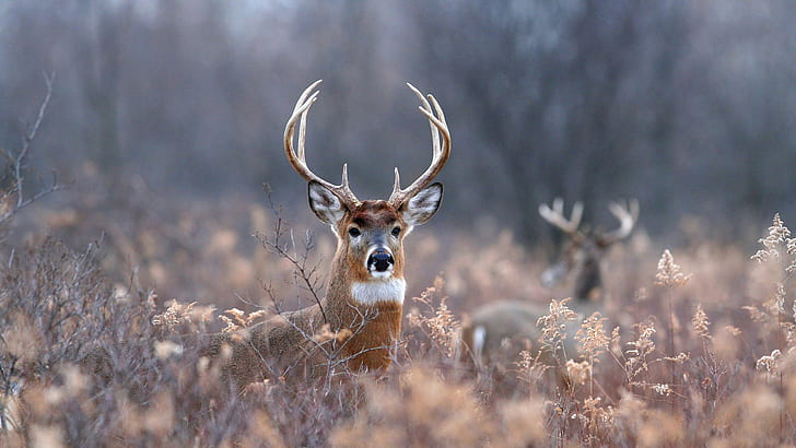 Deer Buck HD, animals, HD wallpaper