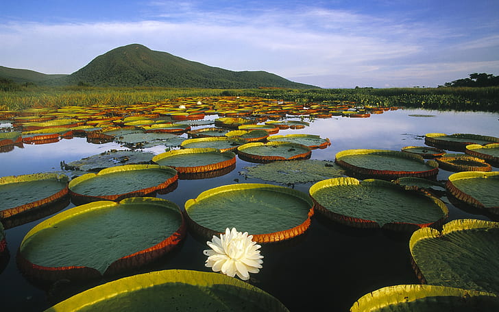 Vitoria Regia Water Lily at Pantanal Matogrossense, Brazil, HD wallpaper