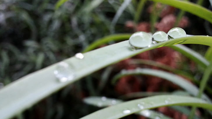 plants, water drops, leaves, macro
