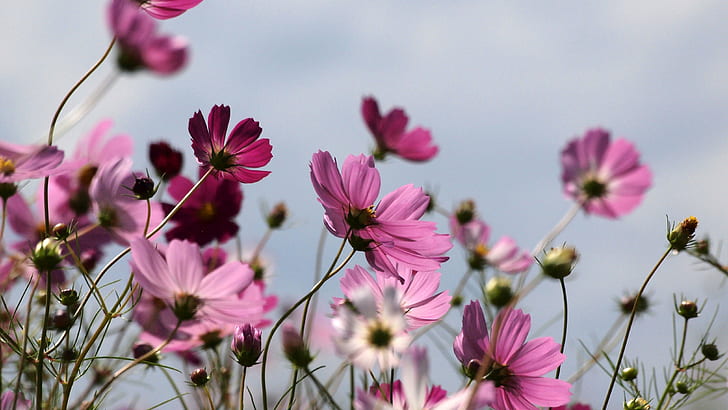 closeup photography of purple petaled flowers, Cosmos, field