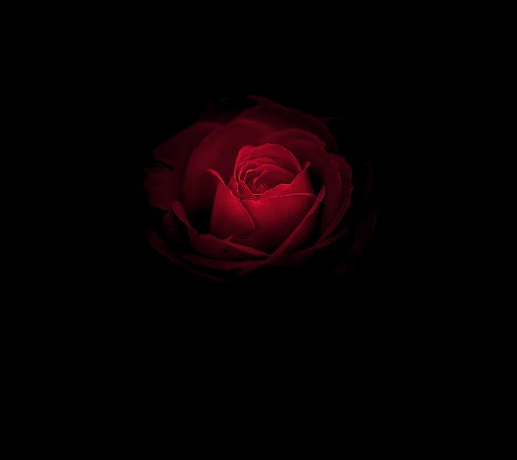 Rose flower, Red Rose, Huawei Mate RS, Porsche Design, Black HD wallpaper