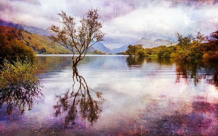 Snowdonia, Great Britain, Wales, green leaf tree on body of water photo, HD wallpaper