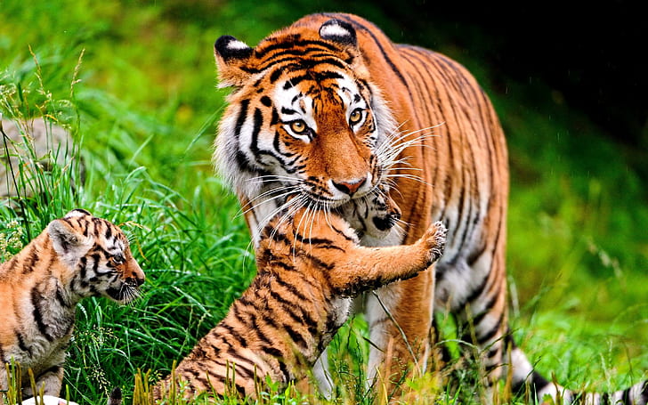MY MOTHER my ANGEL, tiger, cubs, love, care, HD wallpaper