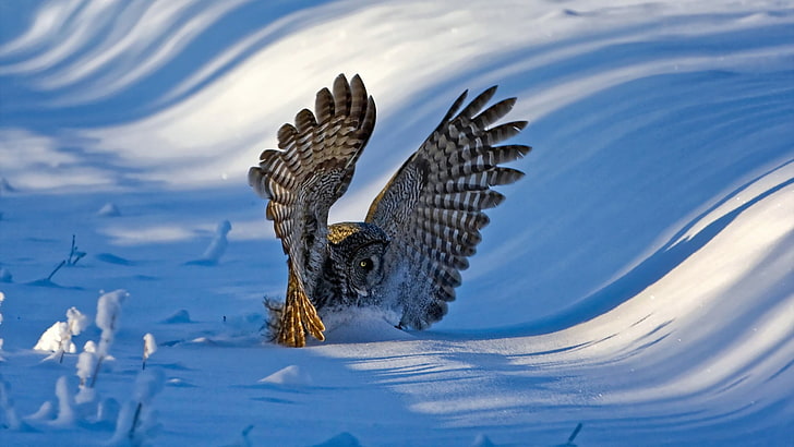 brown and gray owl, nature, landscape, winter, snow, animals, HD wallpaper