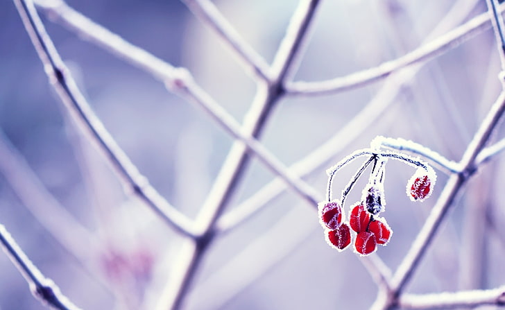 silver and red gemstone pendant necklace, photography, nature, HD wallpaper
