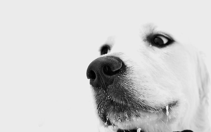 adult yellow Labrador retriever, dog, muzzle, white, nose, pets