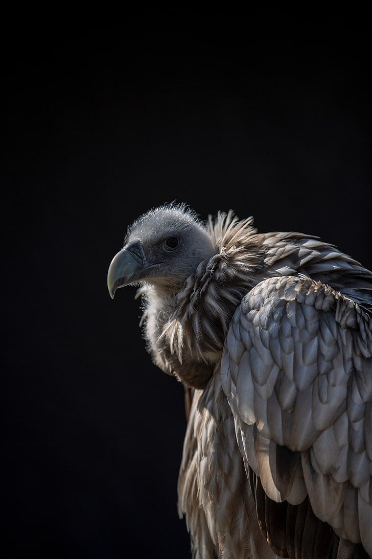 griffon vulture, bird, predator, animal, animal themes, one animal