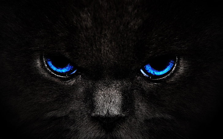 HD wallpaper: blue animal eyes 3D wallpaper, cat, animals, domestic, mammal  | Wallpaper Flare