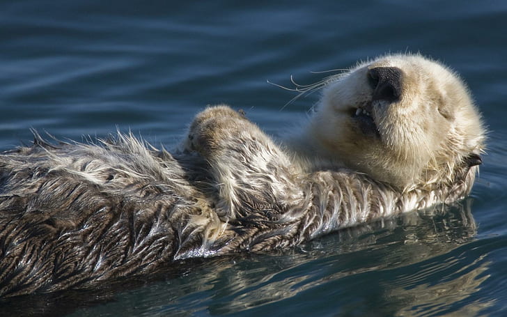 Otter Relaxing, gray otter, water, lake, marmal, animals, HD wallpaper