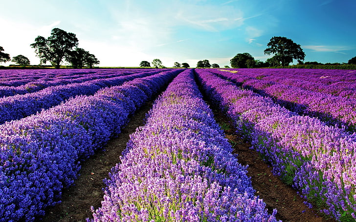 lavender, field, purple flowers, landscape, garden, plant, flowering plant, HD wallpaper